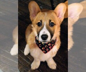 Pembroke Welsh Corgi Puppy for sale in FRANKLIN, IN, USA