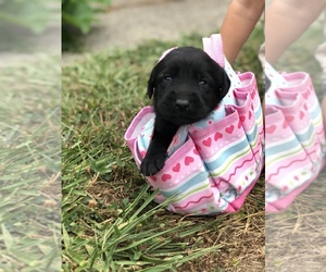 Labrador Retriever Puppy for sale in TROUTDALE, OR, USA