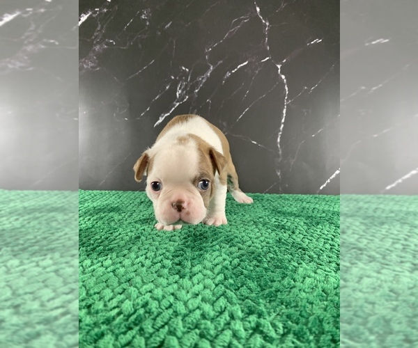 Medium Photo #103 Boston Terrier Puppy For Sale in TULARE, CA, USA