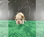 Small Photo #103 Boston Terrier Puppy For Sale in TULARE, CA, USA