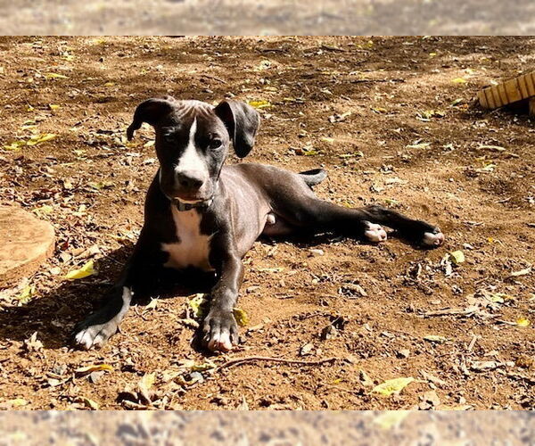 Medium Photo #5 Boxer Puppy For Sale in Austin, TX, USA