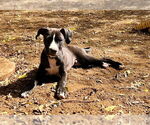 Small #4 Boxer