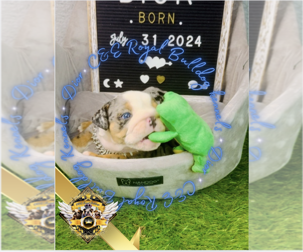 Medium Photo #4 English Bulldog Puppy For Sale in ATHENS, GA, USA