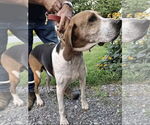 Small #1 Treeing Walker Coonhound