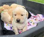 Small #1 Labrador Retriever