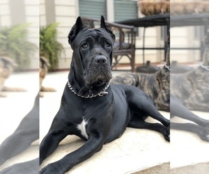 Mother of the Cane Corso puppies born on 04/09/2022