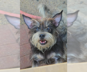 Mutt Dogs for adoption in Cranston, RI, USA