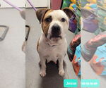 Small #1 American Staffordshire Terrier-Staffordshire Bull Terrier Mix