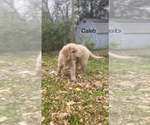 Small Photo #10 Golden Retriever Puppy For Sale in FRANKFORT, KY, USA