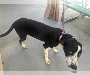 Labrador Retriever Dogs for adoption in Houston, TX, USA