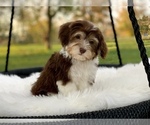 Small #1 Havanese-Poodle (Toy) Mix