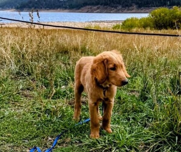 Medium Photo #1 Goldendoodle mix (+ Poodle Standard) Puppy For Sale in BLACK HAWK, CO, USA