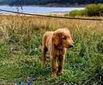 Puppy Jerry Goldendoodle mix (+ Poodle Standard)