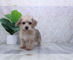 Yo-Chon Puppy for sale in MARIETTA, GA, USA