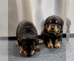 Small #53 Rottweiler