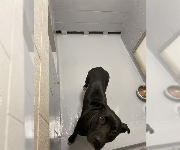 Medium Photo #1 Mutt Puppy For Sale in Augusta, GA, USA