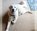 Small #11 Great Pyrenees
