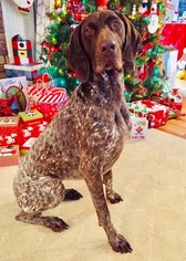 Mother of the German Shorthaired Pointer puppies born on 01/26/2019