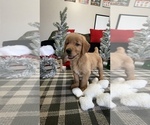 Small Photo #13 Golden Retriever Puppy For Sale in LAKELAND, FL, USA