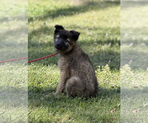 Mutt Dogs for adoption in Yardley, PA, USA