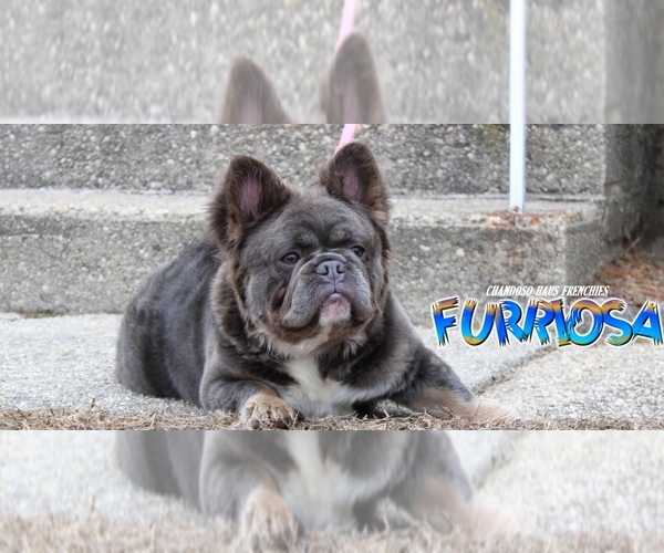Medium Photo #1 French Bulldog Puppy For Sale in DEER PARK, NY, USA