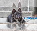 Small Photo #1 French Bulldog Puppy For Sale in DEER PARK, NY, USA