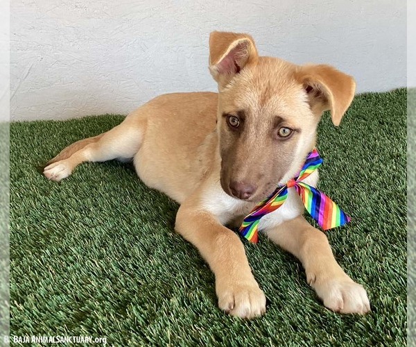 Medium Photo #2 Labrador Retriever-Unknown Mix Puppy For Sale in San Diego, CA, USA