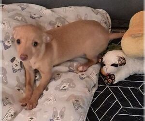 Chihuahua Mix Dog for Adoption in Carrollton, Texas USA