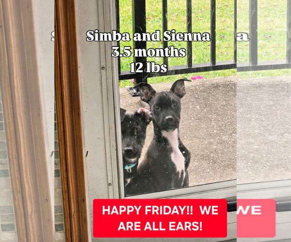 Medium Photo #5 Pug-Unknown Mix Puppy For Sale in Virginia Beach, VA, USA