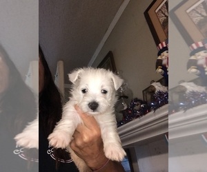 West Highland White Terrier Puppy for sale in S BRUNSWICK, NC, USA