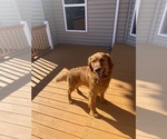 Small Photo #1 Golden Retriever Puppy For Sale in FRANKLIN, TN, USA
