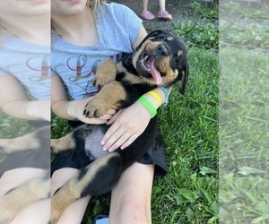 Rottweiler Puppy for sale in BLUE GRASS, IA, USA