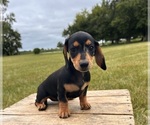 Small #3 Dachshund