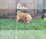Small Photo #4 Double Doodle Puppy For Sale in WEST, TX, USA