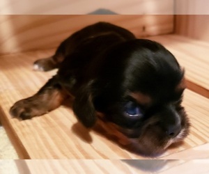 Cavalier King Charles Spaniel Puppy for sale in PINK HILL, NC, USA