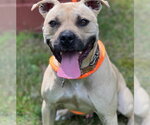 Small #7 American Staffordshire Terrier