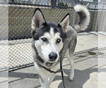 Small Siberian Husky Mix