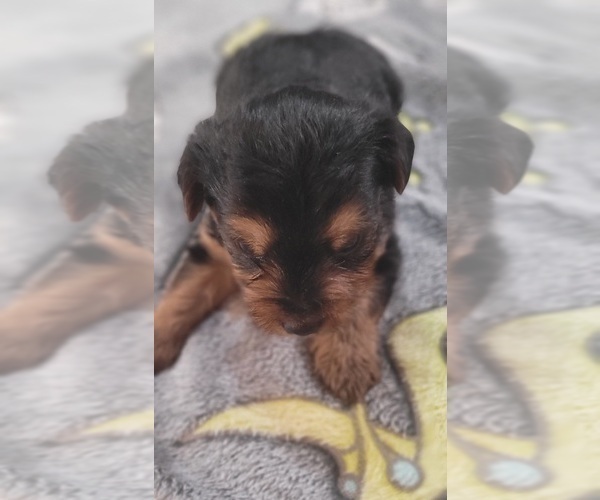 Medium Photo #234 Yorkshire Terrier Puppy For Sale in AKRON, OH, USA