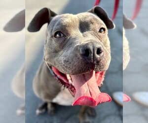 American Staffordshire Terrier-Unknown Mix Dogs for adoption in Lake Forest, CA, USA