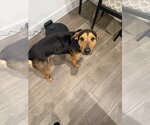 Small #2 Labrador Retriever Mix