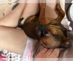 Small #7 Brussels Griffon