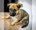 Small #1 German Shepherd Dog Mix