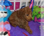 Small Photo #9 Poodle (Standard) Puppy For Sale in CLATSKANIE, OR, USA