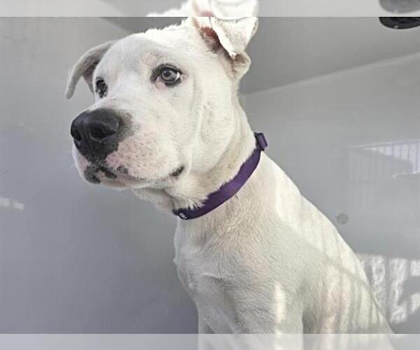 Medium Photo #2 American Staffordshire Terrier-Unknown Mix Puppy For Sale in Houston, TX, USA