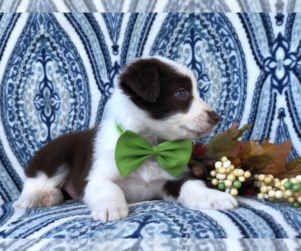 Medium Photo #21 Australian Shepherd Puppy For Sale in LAKELAND, FL, USA