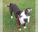 Small American Staffordshire Terrier