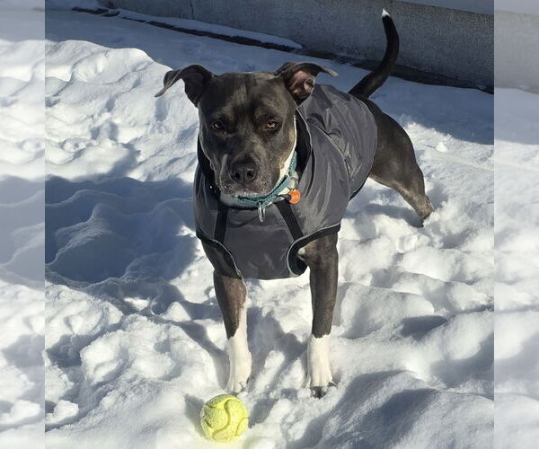 Medium Photo #1 Mutt Puppy For Sale in Fargo, ND, USA