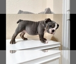 Small Photo #4 English Bulldog Puppy For Sale in BAKERSFIELD, CA, USA