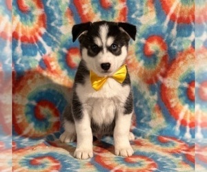 Pomsky Dog for Adoption in LANCASTER, Pennsylvania USA