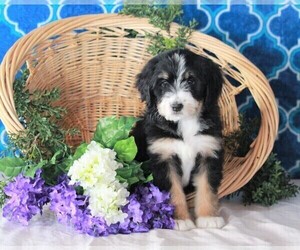 Bernedoodle Puppy for sale in FREDERICKSBURG, OH, USA